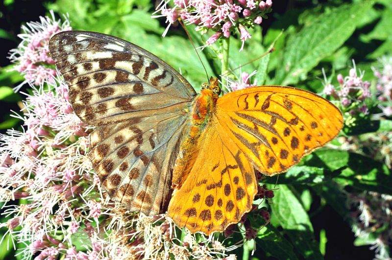 Argynnis paphia (bilateral gynandromorph, live, DSC_4710, Kienberg, Austria) (Internet Image property of respective owner, non-commercial use only)